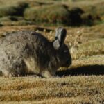 Vizcacha catching the last rays of sun