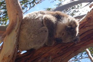 koala-300x199